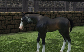 Marwari Horse Desktop Wallpaper 75033