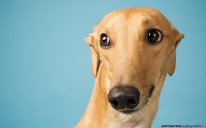 Greyhound High Definition Wallpaper 76333