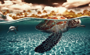Sea Turtle Desktop HD Wallpaper 79139