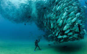 Tuna Fish Wallpaper 2880x1916 81775