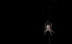 Redback Spider Best HD Wallpaper 78264