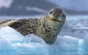 Leopard Seal Background HD Wallpapers 77694