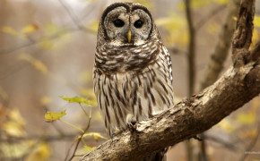 Barred Owl Background Wallpapers 74228
