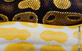 Python Snake High Definition Wallpaper 75658