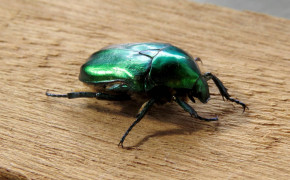 Rose Chafer Widescreen Wallpapers 78666