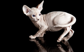 Sphynx Cat Background HD Wallpapers 79784