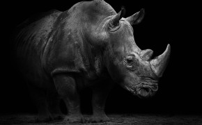 Rhino Background Wallpaper 78490