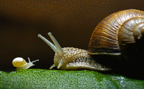Snail HD Wallpaper 79640
