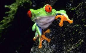Tree Frog Wallpapers Full HD 80736