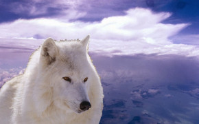 Arctic Wolf Wallpaper 1024x768 81046