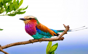 Lilac Breasted Roller Background HD Wallpapers 77751