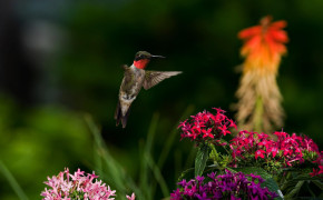 Flower Hummingbird HD Background Wallpaper 76214