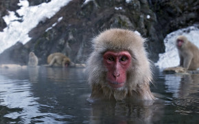 Japanese Macaque Wallpapers Full HD 77144