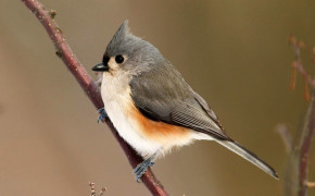 Titmouse HD Wallpapers 80660