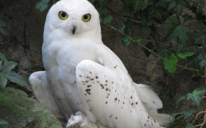Snowy Owl Background Wallpapers 79699