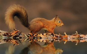 Red Squirrel HD Wallpaper 78238