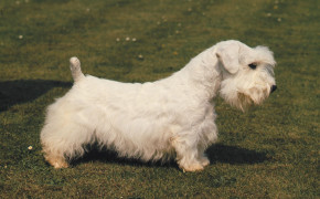 Sealyham Terrier Wallpaper HD 79229