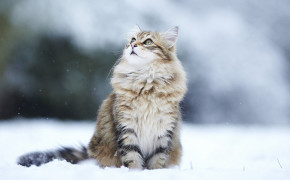 Maine Coon Background Wallpapers 74718
