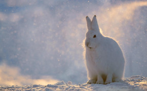 Arctic Hare Desktop HD Wallpaper 73931