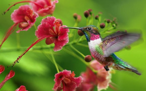 Fantasy Hummingbird Wallpaper HD 76183