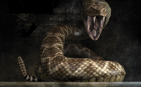 Rattlesnake Wallpaper 78117