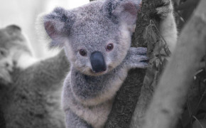 Koala Background Wallpaper 77405