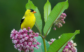 American Goldfinch Wallpapers Full HD 73657