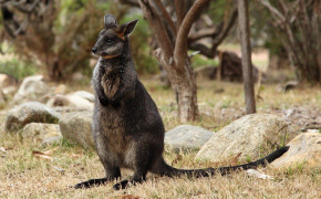 Wallaby Background HD Wallpapers 75896