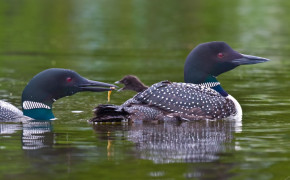 Loon Background Wallpaper 74586