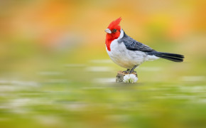 Red Crested Cardinal Background HD Wallpapers 78325
