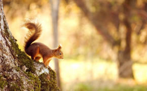 Red Squirrel Wallpaper 2560x1600 82290