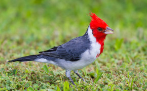 Red Crested Cardinal Wallpapers Full HD 78341