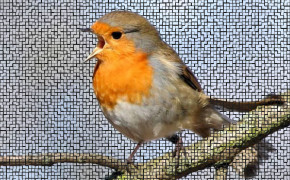 Robin Bird HD Desktop Wallpaper 75707