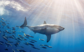 Shark High Definition Wallpaper 79313