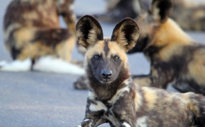 African Wild Dog Background Wallpapers 73403