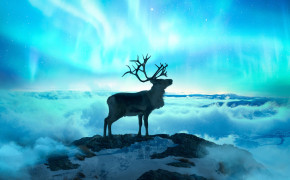 Reindeer Best HD Wallpaper 78458