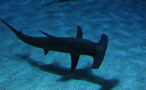 Hammerhead Shark HD Wallpaper 76511