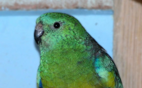 Red Rumped Parrot HD Wallpapers 78390