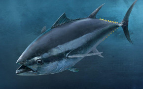 Tuna Wallpaper 75823