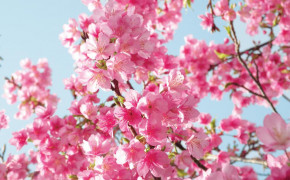 Cherry Blossom Widescreen Wallpapers 06783
