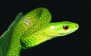 Smooth Green Snake Best Wallpaper 79619