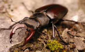 Stag Beetle Background HD Wallpapers 79952