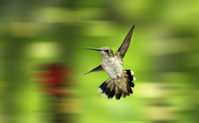 Flower Hummingbird Best HD Wallpaper 76209