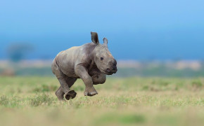 Rhino Wallpapers Full HD 78505