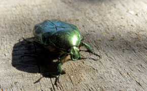 Rose Chafer HD Wallpapers 78662