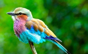Lilac Breasted Roller Wallpaper HD 77764