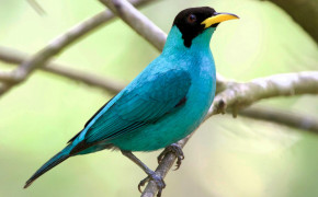 Honeycreeper Background Wallpapers 76727