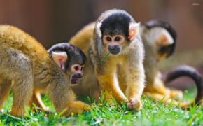 Squirrel Monkey Background Wallpapers 79926