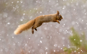 Red Squirrel Background Wallpapers 78230
