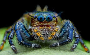 Jumping Spider Background Wallpapers 77182